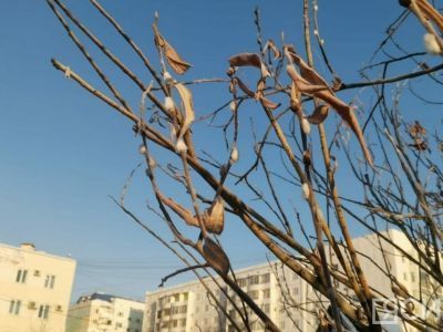 К чему приведет преждевременное появление почек на деревьях: прогноз ученого из Якутии