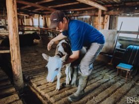 День сайылыка в Якутии: прогулка по летней ферме в Намском улусе