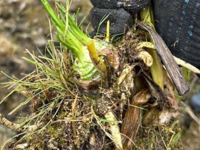 В Горном районе Якутии погиб скот из-за ядовитой травы