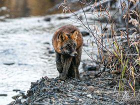 Автотур "Колыма". Маршрут: Якутск-Оймякон-Магадан (Летний сезон)