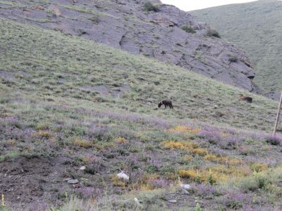 Кладбище № 1