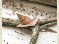 Деревянная брошка Дворникова А. "Улитка"