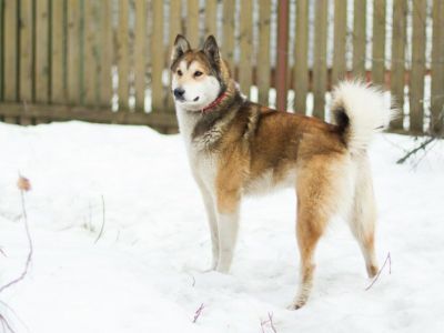 В Чурапчинском улусе нерадивым хозяевам собак выдали предписания  