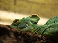 Зоологический музей МГУ им. М. В. Ломоносова