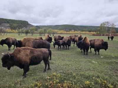 Питомник лесных бизонов «Усть-Буотама» закрывает летний туристический сезон
