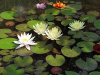 Амурский городской дендрарий