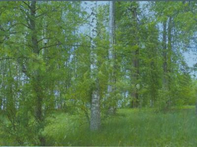 Усадьба Мусиных-Пушкиных. Парк