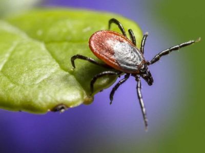 Более 350 жителей Якутии пострадали от укусов клещей