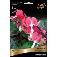 Дицентра великолепная Валентина