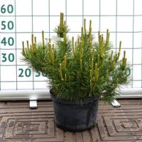 Сосна горная Пумилио (V7.5л.Н30-50)