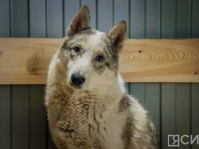 В Якутске проведут благотворительную акцию в поддержку бездомных животных