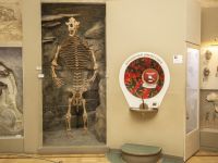 Музей естественной истории Татарстана