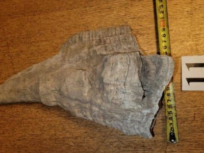 Житель Китая незаконно отправил по почте рога шерстистого носорога из Якутии