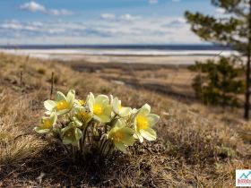 Весеннее пробуждение. Пешая экскурсия по Табагинскому Мысу