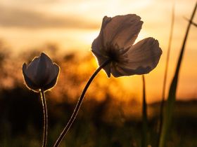 Луковый сплав