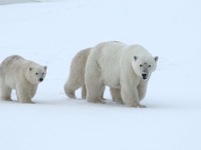 Около 20 родовых берлог белых медведей обнаружили в якутском заповеднике «Медвежьи острова»
