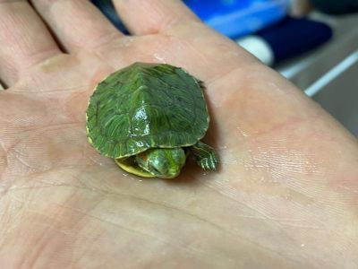 Ветеринары в Вилюйске помогли черепахе с глазной болезнью