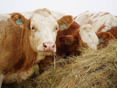 В Мегино-Кангаласский район завезли 50 симментальских коров из Калужской области