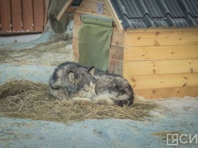 Около 300 бродячих собак отловили в Якутске с начала года