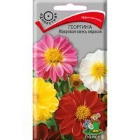 Георгина Махровая смесь окрасок