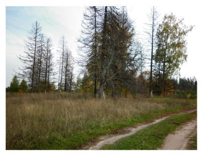 Священная роща