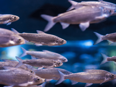 Более 700 тысяч мальков пеляди в реки Якутии выпустил кластер «Гросс»