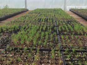 В Алданском районе открыли тепличный комплекс для выращивания хвойных саженцев