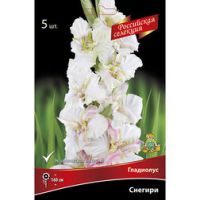 Гладиолус Снегири (5 шт.)