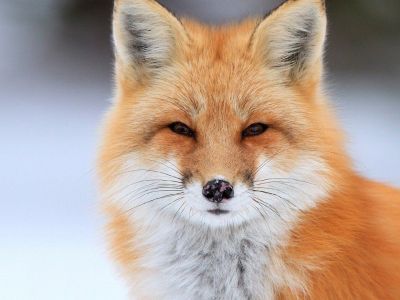 Рыжие гости: К работникам карьера «Заря» наведываются лисицы (ВИДЕО)