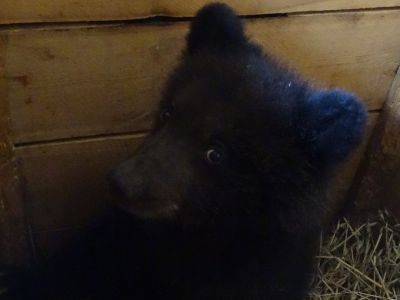 Бурый медвежонок Умка поселился в зоопарке «Орто Дойду»