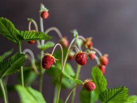 Якутянка создаёт из полимерной глины удивительно реалистичные цветы