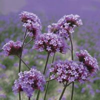 Вербена бонарская Финесс (1уп-1000шт) (Профи)