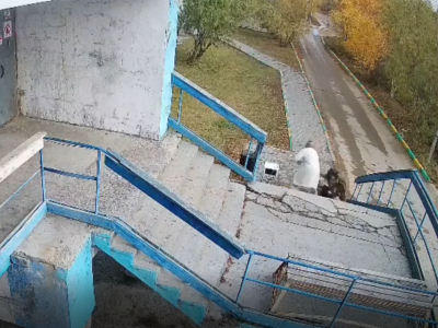 В Якутске собака напала на ребенка у подъезда жилого дома