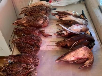 На Крестьянском рынке Якутска продавали уток, занесенных в Красную книгу