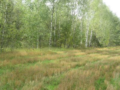 Памятное место, где в 1906 году происходило крупное выступление крестьян, которое было зверски подавлено карателями