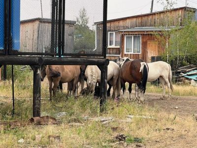 Маркирование и учет животных стали обязательными