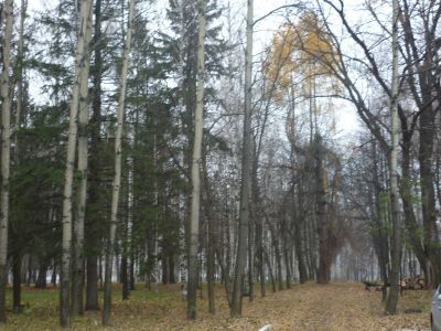 Парк липовый Курбатова