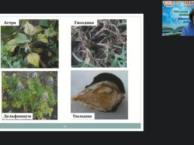 Международный вебинар "Защита декоративных цветочных культур от болезней в открытом и защищенном грунте. Комплексная защита декоративных культур от вредителей, болезней и неблагоприятных метеорологических условий"