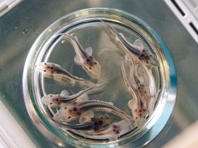 «Полиметалл» выпустил в Лену 40 000 мальков краснокнижного сибирского осетра