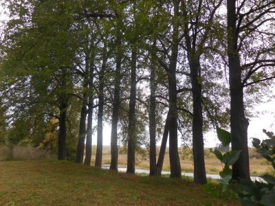 Остатки парка