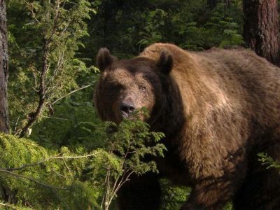 Служба спасения Якутии: что делать при встрече с дикими животными
