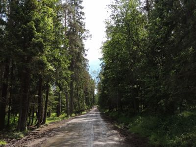 Дорога от Гефсиманского скита к ферме