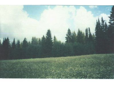 Священная роща