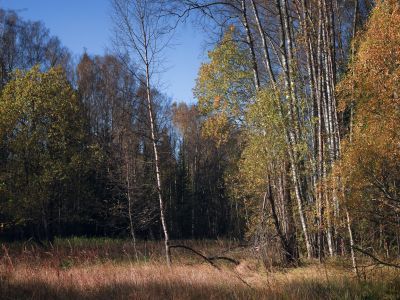 Церковь Покрова Богородицы