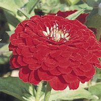 Цинния Гиганты Бенари Дип Ред (1упак-100шт) профессиональные семена