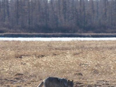 В Среднеколымском районе школьники во время прогулки в лесу наткнулись на волка