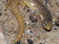 Тульский областной экзотариум. Старая экспозиция