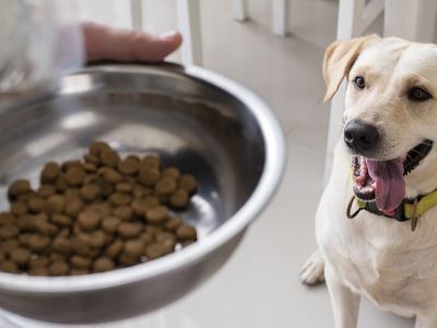 В Австрии исследовали корм для собак из насекомых