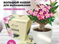 Набор для выращивания "Тысяча листьев премиум", "Адениум"