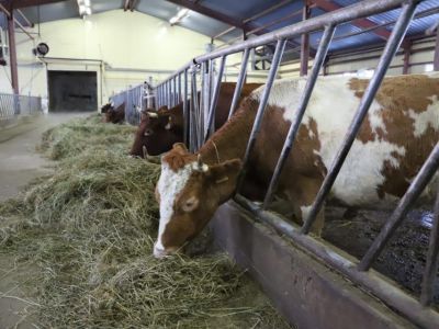 Реконструкция животноводческого комплекса в селе Кильдямцы начнется в 2024 году